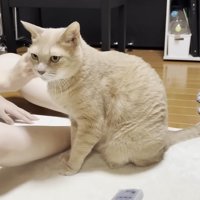 右頬に触れられる猫ちゃん