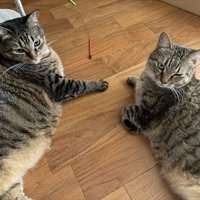寄り添う2匹の猫