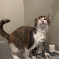水に濡れる猫