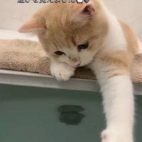 湯船のお湯で遊ぶ子猫