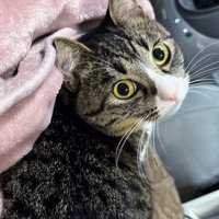 振り向いて飼い主を見上げる猫