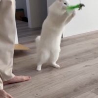 男性が持っている猫じゃらしに飛びついて遊ぶ猫