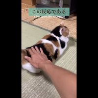 再度撫でてもらっているミケ