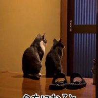 背筋を伸ばして並ぶ2匹の猫