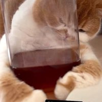 ピッチャーを強く抱きしめる猫