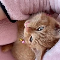 抱っこされる子猫