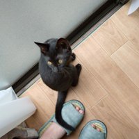 窓の前でスタンバイする黒猫