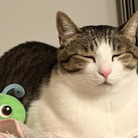 香箱座りで目をつぶってくつろぐ猫