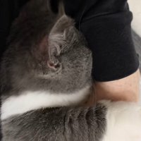 パパの腕に顔を埋める猫