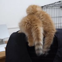 背もたれに乗る2匹 