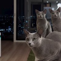 3匹の猫と夜景