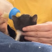 ミルクを飲む白黒子猫