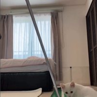 ゴルフの練習をしている人とそれを見ている子猫