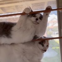 2匹で重なり合う猫たち2