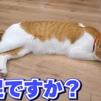 床に寝そべっている猫