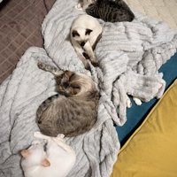 5匹の猫が集まってリラックスしている様子（1匹は足のみ）