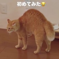 威嚇している猫