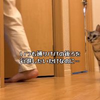 パパさんが立ち去った方向を見つめるジャックくん