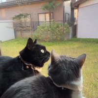 黒猫に驚く猫