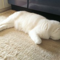 うつ伏せで寝る猫