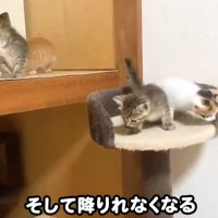 高いところに登っている子猫