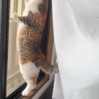 立つ猫