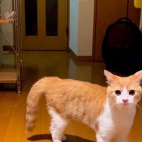 立ち尽くす猫