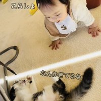 ハイハイで子猫に近づく赤ちゃん