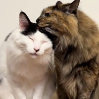 毛づくろいをしている2匹の猫