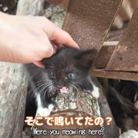 そこで鳴いてたの？