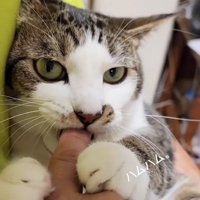 人の指をくわえる猫