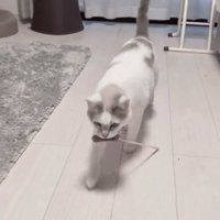 猫じゃらしをくわえている猫