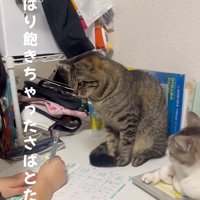 見下ろす猫