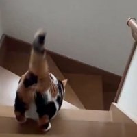 階段を降りる三毛猫のうしろ姿