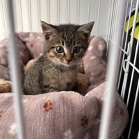 ケージの中でお座りをしている子猫