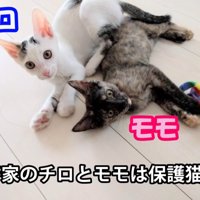 床に寝転がっている二匹の子猫