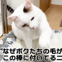 パンチする猫