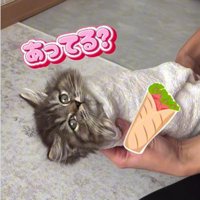タオルで巻かれている子猫