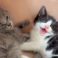 口を開けるハチワレ猫