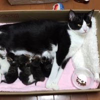 箱に入った猫ちゃん親子