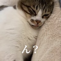 ふっくらしたフォルムの猫