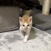 じりじりとこちらに向かってくる猫