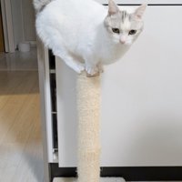 うつむき加減で爪とぎポールのてっぺんでバランスをとる猫