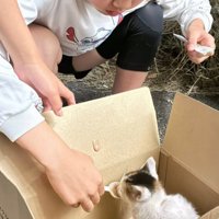 スプーンでごはんをもらう子猫