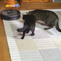 猫とロボット掃除機
