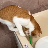 おもちゃを捕まえた茶白猫