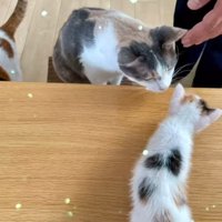 テーブルの上を歩く子猫