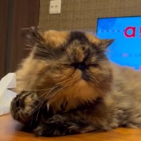 渋い顔で軽く手をあげた状態の猫