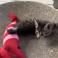 エビのぬいぐるみの隣にいる子猫