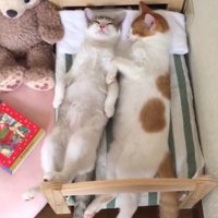 寄り添い合って眠る2頭の猫